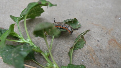 Common indian crow or Euploea core.  Larvae of common crow butterfly. Caterpillar. Plant eater Insect.