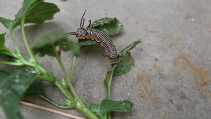 Common indian crow or Euploea core.  Larvae of common crow butterfly. Caterpillar. Plant eater Insect.