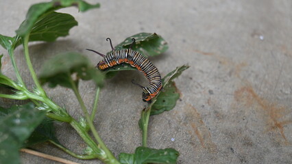 Common indian crow or Euploea core.  Larvae of common crow butterfly. Caterpillar. Plant eater Insect.