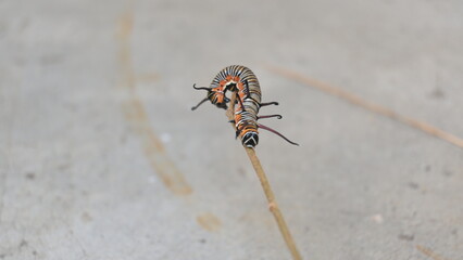 Common indian crow or Euploea core.  Larvae of common crow butterfly. Caterpillar. Plant eater Insect.