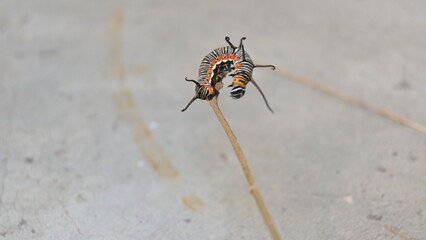 Common indian crow or Euploea core.  Larvae of common crow butterfly. Caterpillar. Plant eater Insect.