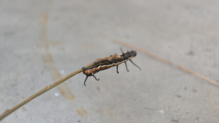 Common indian crow or Euploea core.  Larvae of common crow butterfly. Caterpillar. Plant eater Insect.