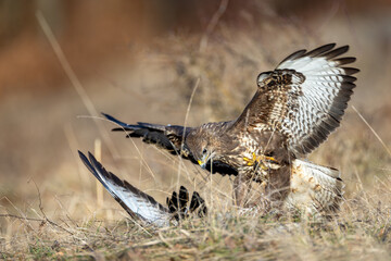 Common buzzards (Buteo buteo) fighting on the ground in dry grass, wings spread, intense wildlife...