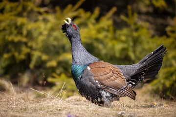 Western Capercaillie Displaying During Mating Season in Coniferous Forest