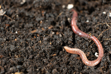 Compost Worm Crawling on Moist Ground Place For Text