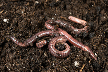 Group of Earthworms Crawling on Moist Soil