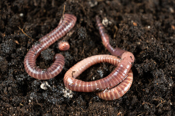 Live Bait Earthworms Ready for Fishing Hook