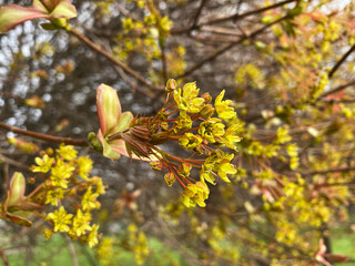 Yellow-Green Bloom of Acer Platanoides Tree Norway Maple