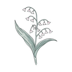 Calm Lily Cluster With Leaves