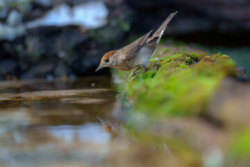 Female Eurasian blackcap (sylvia atricapilla) in the water pond, on the branch.