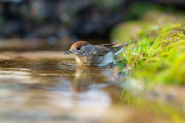 Female Eurasian blackcap (sylvia atricapilla) in the water pond, on the branch.