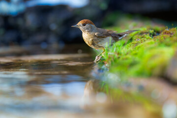 Female Eurasian blackcap (sylvia atricapilla) in the water pond, on the branch.