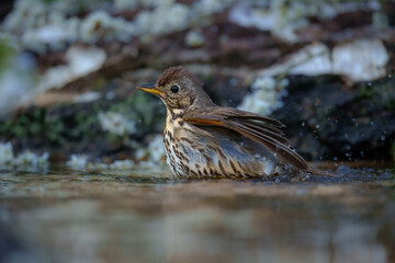 Fototapeta premium Song thrush (Turdus philomelos), taking a bath in the bird feeder. Best 4K resolution, close up portrait.