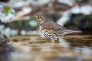 Song thrush (Turdus philomelos), taking a bath in the bird feeder. Best 4K resolution, close up portrait.