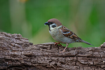 Eurasian tree sparrow (Passer montanus). The chestnut colored bird is one of the most common birds...