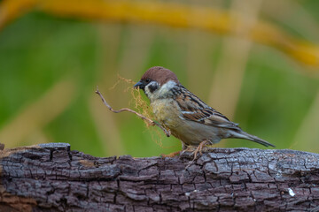 Eurasian tree sparrow (Passer montanus). The chestnut colored bird is one of the most common birds in Europe. Best 4K resolution, portrait.
