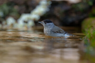 Male Eurasian blackcap (sylvia atricapilla) in the water pond, on the branch.