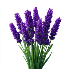 Naklejka premium Bunch of lavender flower stems on white background