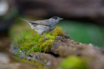Male Eurasian blackcap (sylvia atricapilla) in the water pond, on the branch.