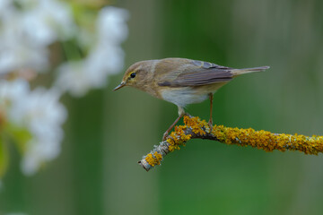 Common Chiffchaff (Phylloscopus collybita) on the branch. Best 4K resolution, close up portrait.
