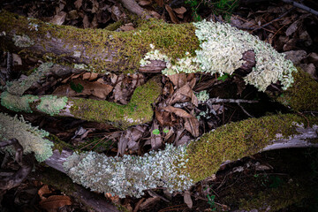 lichen on a tree