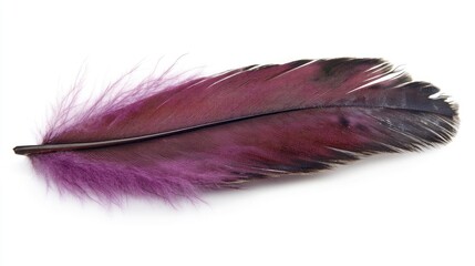 pink feather isolated on white