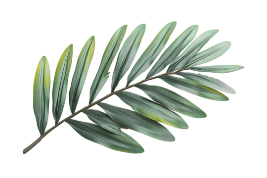 Serene Green Palm Frond: A Botanical Study