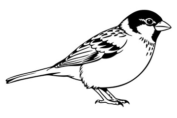 sparrow silhouette line art vector illustration with a white background