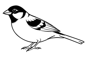 sparrow silhouette line art vector illustration with a white background