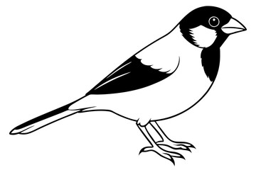 sparrow silhouette line art vector illustration with a white background