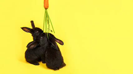 Three black rabbits stand and eat fresh carrot isolated on yellow background close-up. Farm...