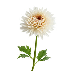 gerber daisy isolated on white