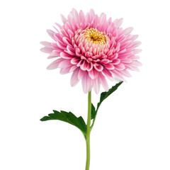 gerber daisy isolated on white © NT
