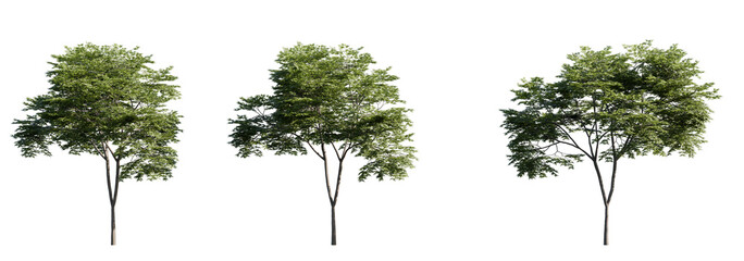 High-resolution cutout of a Japanese maple tree (Acer palmatum) with rich green foliage. Perfect for architectural visualizations, landscaping design, or nature-themed compositions. Clean transparent 