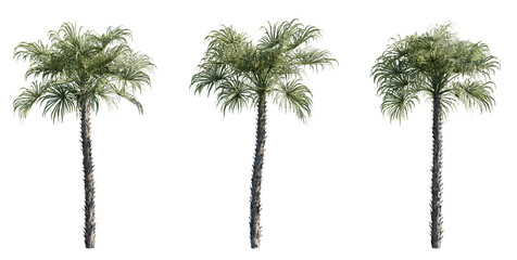Realistic cutout of the Everglades Palm, also known as Paurotis Palm. Perfect for digital compositing, eco-themed artwork, or summer advertising visual,