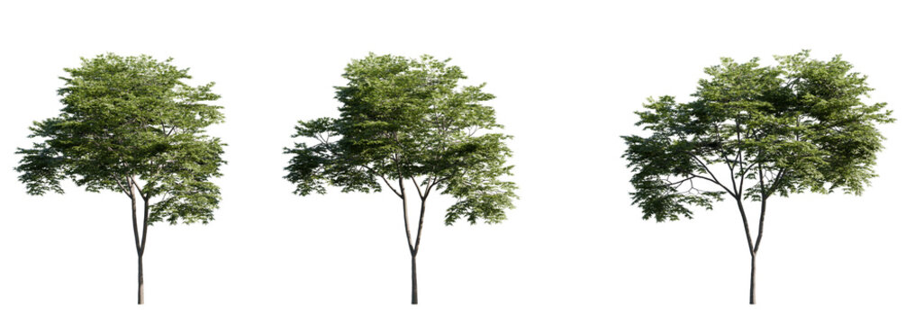 High-resolution cutout of a Japanese maple tree (Acer palmatum) with rich green foliage. Perfect for architectural visualizations, landscaping design, or nature-themed compositions. Clean transparent 