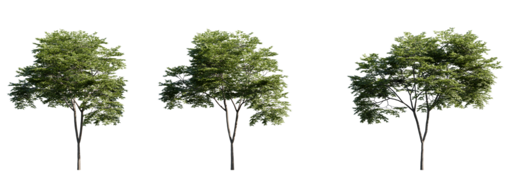 High-resolution cutout of a Japanese maple tree (Acer palmatum) with rich green foliage. Perfect for architectural visualizations, landscaping design, or nature-themed compositions. Clean transparent 