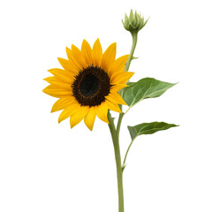 Obraz premium sunflower isolated on white
