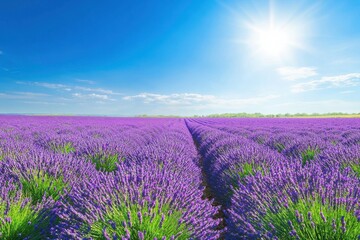 Fototapeta premium Lavender fields bloom under a clear blue sky on a sunny summer day