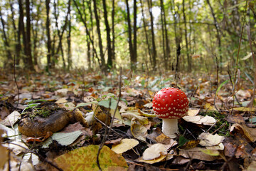 fly agaric mushroom in the forest