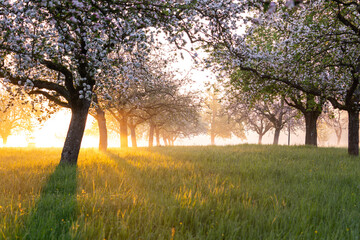 frische Blüte, Morgenlicht, Bodennebel… einfach magisch! Voralbgebiet Streuobstwiese blüht – Apfelbaumallee im Morgenlicht mit Bodennebel.