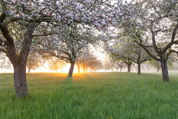 frische Blüte, Morgenlicht, Bodennebel… einfach magisch! Voralbgebiet Streuobstwiese blüht – Apfelbaumallee im Morgenlicht mit Bodennebel.