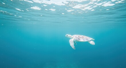 Naklejka premium Majestic sea turtle gliding through crystal-clear waters