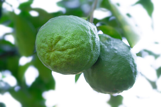 large ripe lemon with a rough peel is hanging on a branch of a citrus tree in the garden. Citrus medica citron