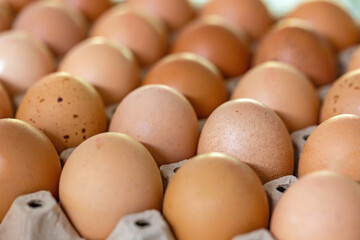 Chicken brown eggs on background