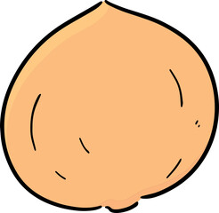 Illustration of macadamia nut
