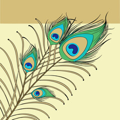 Obraz premium Vibrant close-up of a peacock feather showcasing intricate patterns and vivid iridescent colors