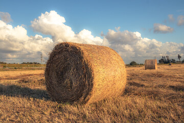 hay bales in the field