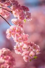 pink cherry blossom