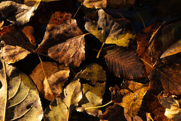 leaves in the undergrowth